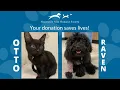 Otto Raven Need Your Help