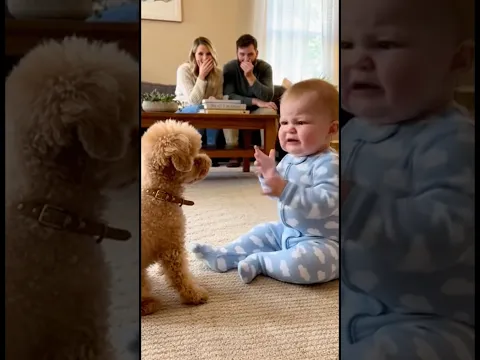 はじめて赤ちゃんに怒られた犬。どうしていいかわからず固まってしまう。。。👶🐩#dog #baby #cute #funny #shorts #shortvideo #赤ちゃん