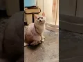 Lagu Misunderstood kitten #cat #pets #warm #cute