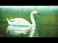 Attract Love & Harmony ✧ 639 Hz Heart Chakra Music ✧ Release Fear And All Negative Energy