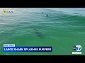Shark swims near surfers, splashes one with its tail off California coast