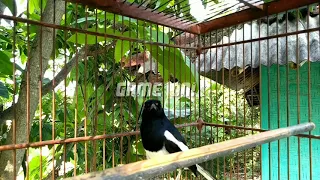 burung kacer isian cucak ijo