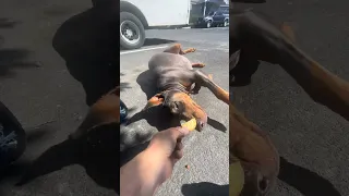 #Fyp #dream #pets #doberman #work
