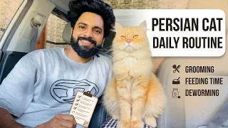 My Persian Cat's Luxurious Daily Routine 😻 | Grooming, Diet & All about Cat maintenance | Cat videos