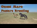 Guest Mare on the Ranch Pasture Breeding