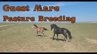 guest mare on the ranch pasture breeding