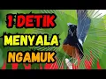 Download Lagu MURAI BATU NGAMUK FULL ! Pancingan murai batu gacor sangat AMPUH MENJADIKAN MURAI BATU CEPAT BUNYI