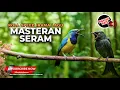 Download Lagu 🔴 Live Roll Speed Durasi Masteran Siri Siri Bajing Kekeks Cucak Cungkok mix Srigunting Abu Abu Gacor