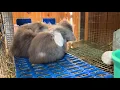 European Teddywidder bunnies