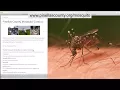 Doing Things TV - Mosquito Control