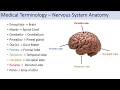 Medical Terminology Lesson 8 Nervous System Cardiorespiratory and Endocrine Anatomy Terms
