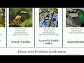 Oiseau, ordre Piciformes, famille toucan toucanet bec araçari double des bird rouge noir clair