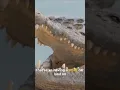 Download Lagu Saltwater Crocs 101: Top Predator Breakdown  #animals #animalkingdom #predator