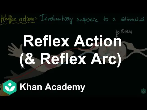 Reflex action reflex arc Control Coordination Biology Khan Academy - Science video for Grade 10