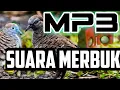 Download Lagu Suara merbuk perkutut pasti burung hutan marah