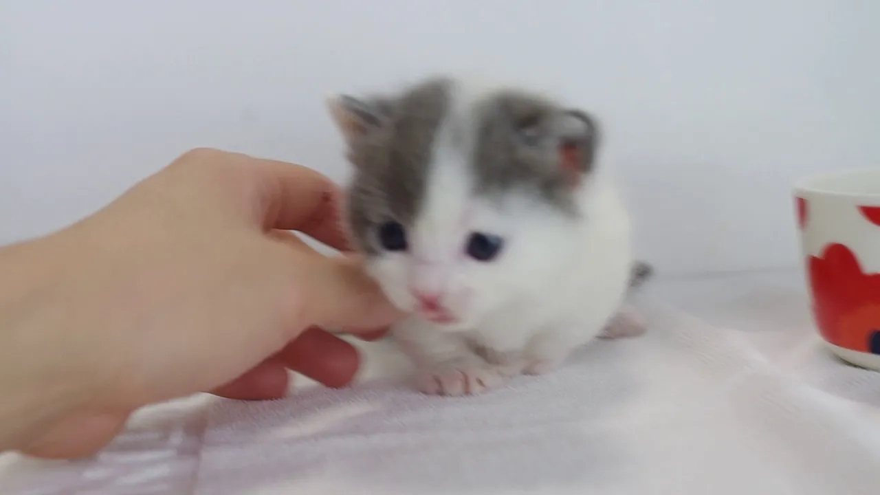 動画