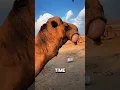 Why Do Camels Spit The Surprising Truth CraftingInsight