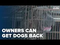 All Cane Corsos removed from Scranton home can be returned to owners if fees paid