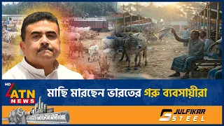  indian cow market atn news