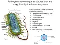Intro to Innate Immunity 2025 Part 1