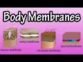 Body Membranes - Types Of Membranes In The Body