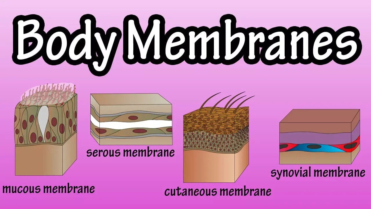 Body Membranes - Types Of Membranes In The Body - Serous Membranes - Mucous Membranes