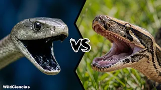 Black Mamba vs Python - Who Would Win?