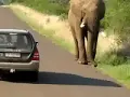 See The Angry Elephant think about crushing the car with people in Shocking