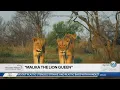 Social Scene Malika the Lion Queen