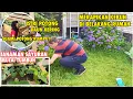 Download Lagu KEGIATAN BERKEBUN DAN NONTON BIOSKOP DI BELANDA | TINGGAL DI DESA BELANDA