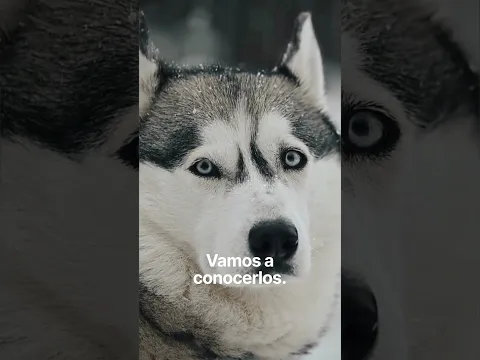 LA VERDAD de tener un Husky  #shorts #husky #siberianhusky