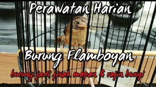 Download PERAWATAN HARIAN BURUNG FLAMBOYAN BAHAN AGAR CEPAT GACOR | FLAMBOYAN GACOR MP3