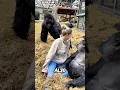 Lagu First Woman to Connect with a Silverback Gorilla! 🦍💖#shorts