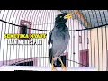 Download Lagu ocehan jalak kebo bikin gacor seketika nyaut dan respon jalak lain dengar pancingan jalak kebo ini