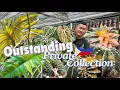 Download Lagu Exclusive Access: Anonymous 🇵🇭 Collector’s Rare Plant Obsession! Tropicals and Desert plants.