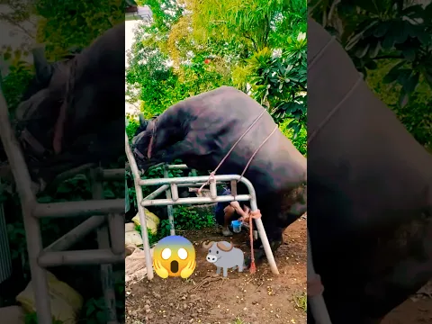 दूध निकालने के लिए पशु को तकलीफ़ देने वाले तरीके क्यों अपनाना?जब आसान और भरोसेमंद विकल्प मौजूद है!😱