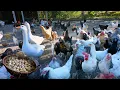 Download Lagu Quail Farming \u0026 Organic Quail Egg Collection - Free Range Chicken Farming -Farm Life \u0026 Animal Sounds
