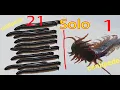 Millipede vs Centipede - attack animal
