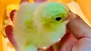 Artificial incubation of Brahma eggs π₯ and Serama eggs π£ π£#chicken #chickens #chicks #cutechicks