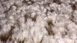 sai gobe african voice