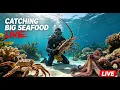 LIVE Immersive Underwater Live Hunting Seafood