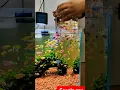 Lagu Fish aquarium #fish #shortsvideo #youtubeshort #worldenvironmentday #viralvideo