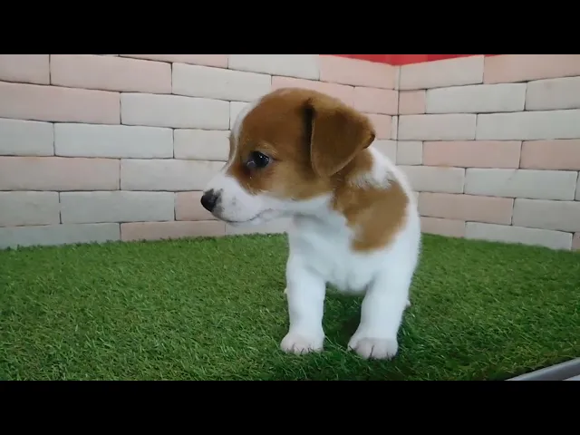 動画