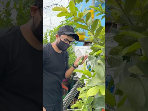 Pollination in creeper vegetables || Hand pollination