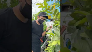 Pollination in creeper vegetables || Hand pollination