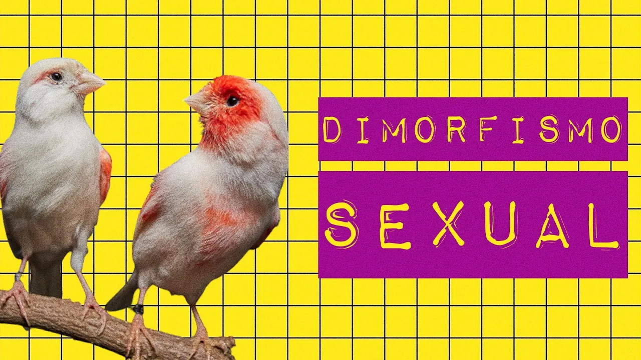 DIMORFISMO SEXUAL
