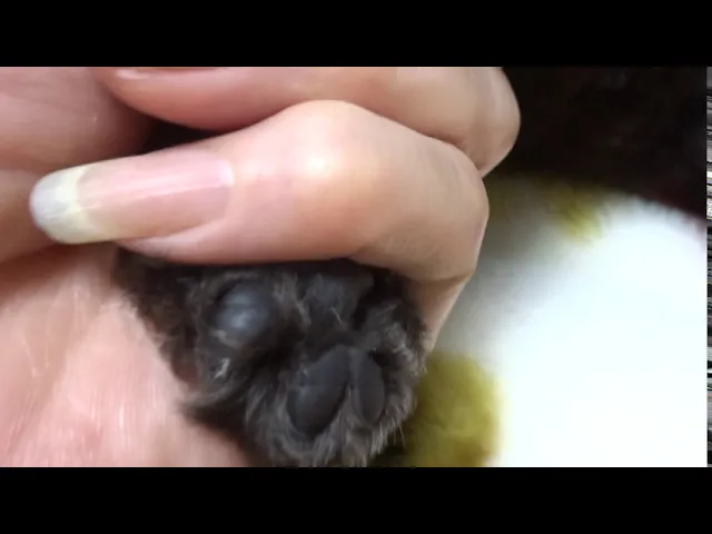 動画