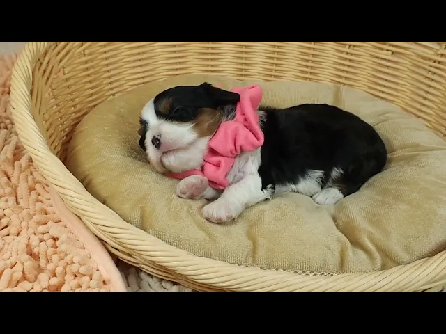 動画