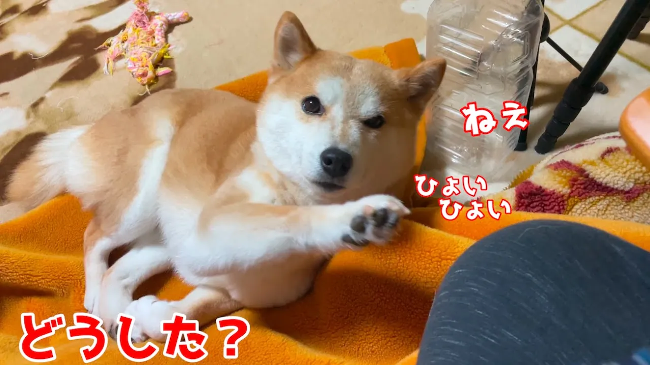 柴犬の飼い主 「悲しい出来事です」