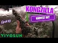Ep How to Grow 1 Massive KongZilla in a Vivosun 4x4 Pro Kit - Harvest Day